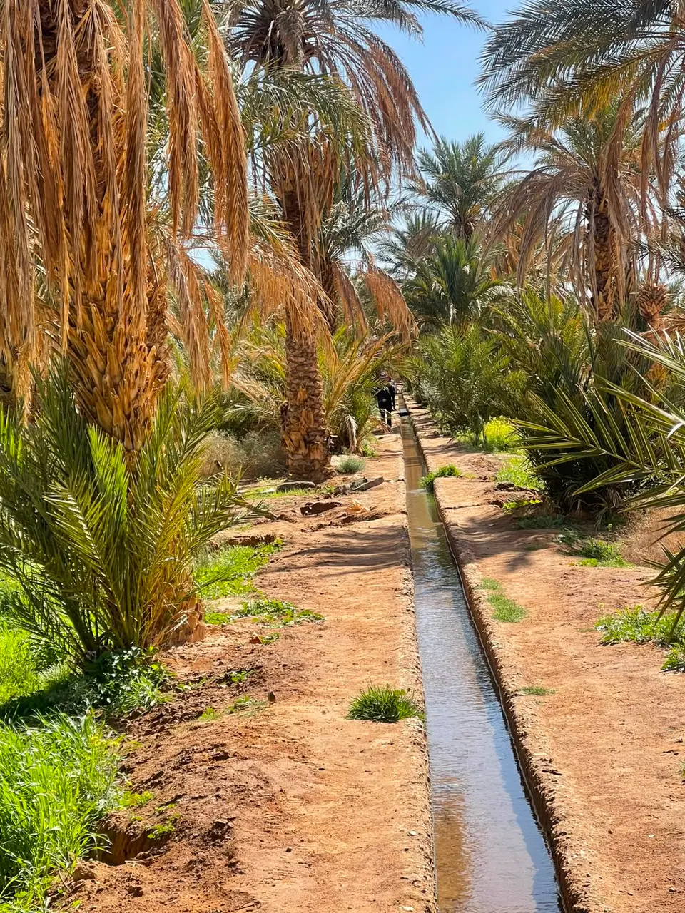 Canal d’irrigation entre les palmiers dattiers de l’oasis près de Merzouga