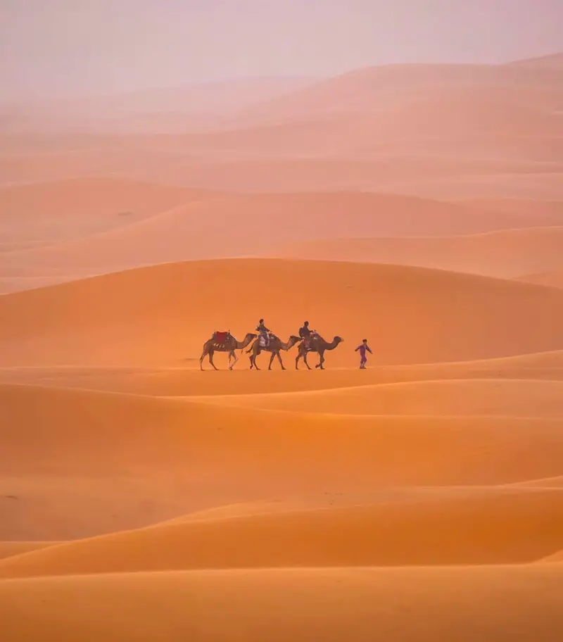 Camel caravan crossing a sea of dunes in the Merzouga desert