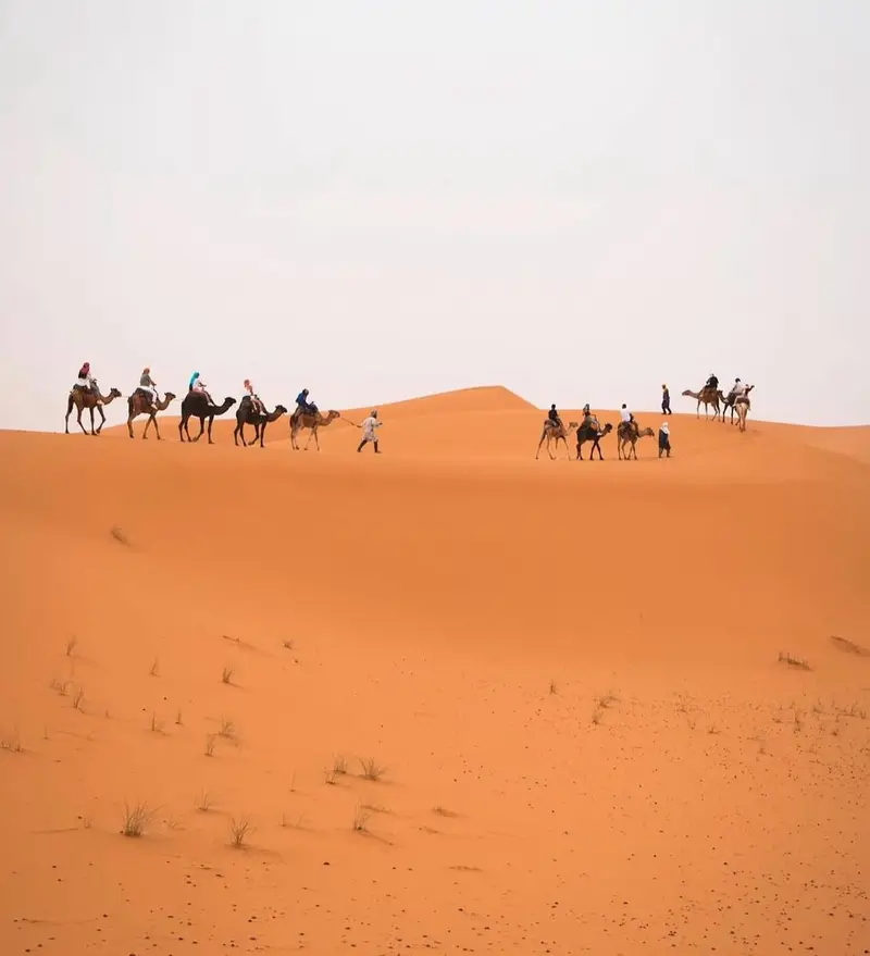 Camel caravans making their way through the Sahara dunes at Merzouga
