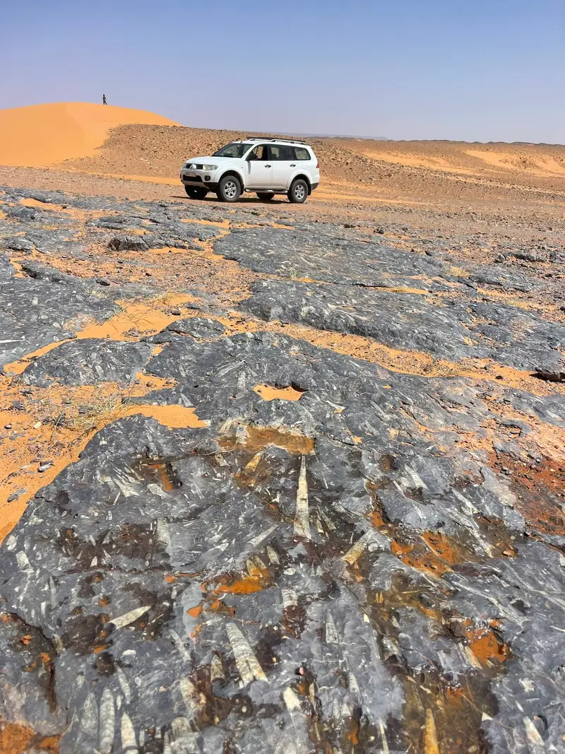 Marine fossils embedded in the rock of the Merzouga desert