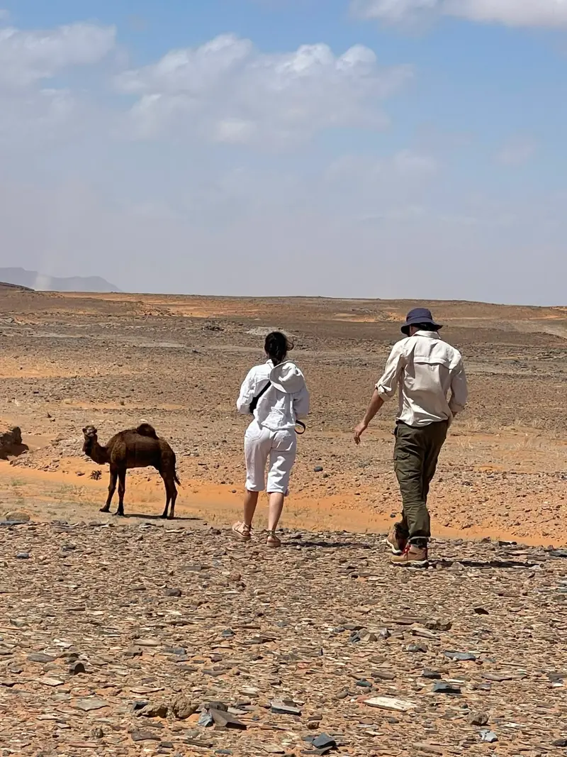 Deux hôtes marchant à côté d’un dromadaire dans le désert pierreux de Merzouga